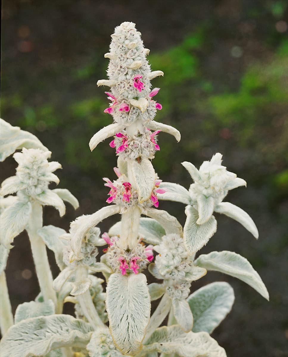 Stachys byzantina Big Ears