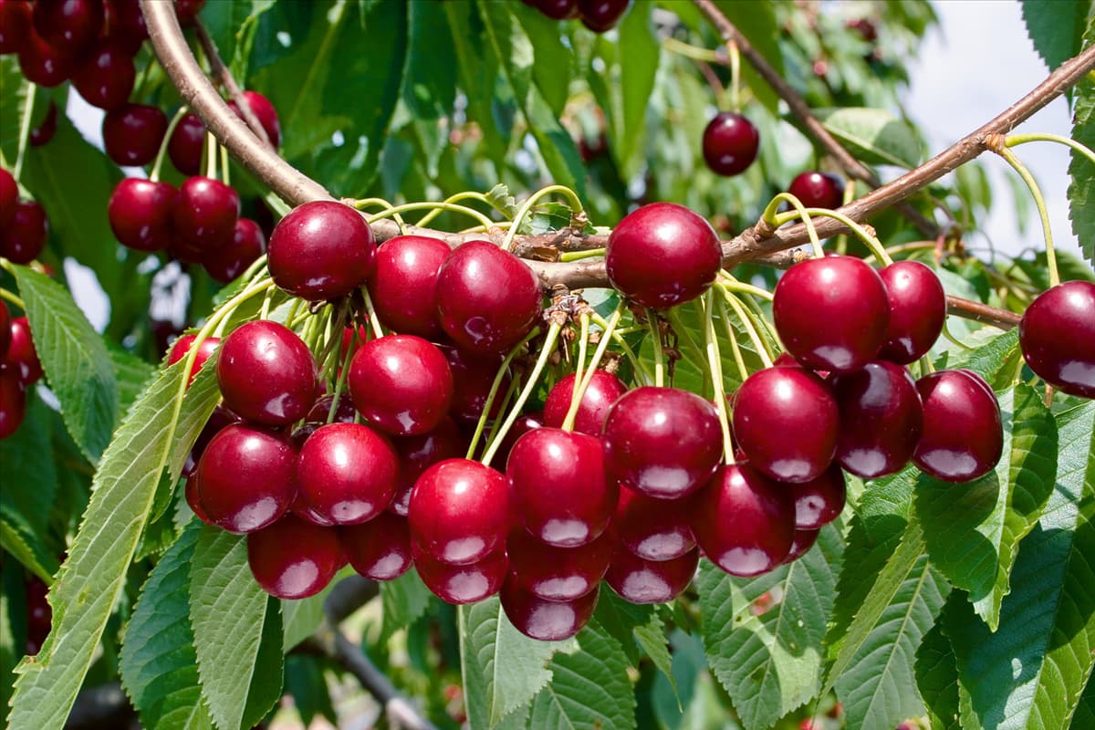 Kirsche / Prunus avium Hedelfinger Riesenkirsche