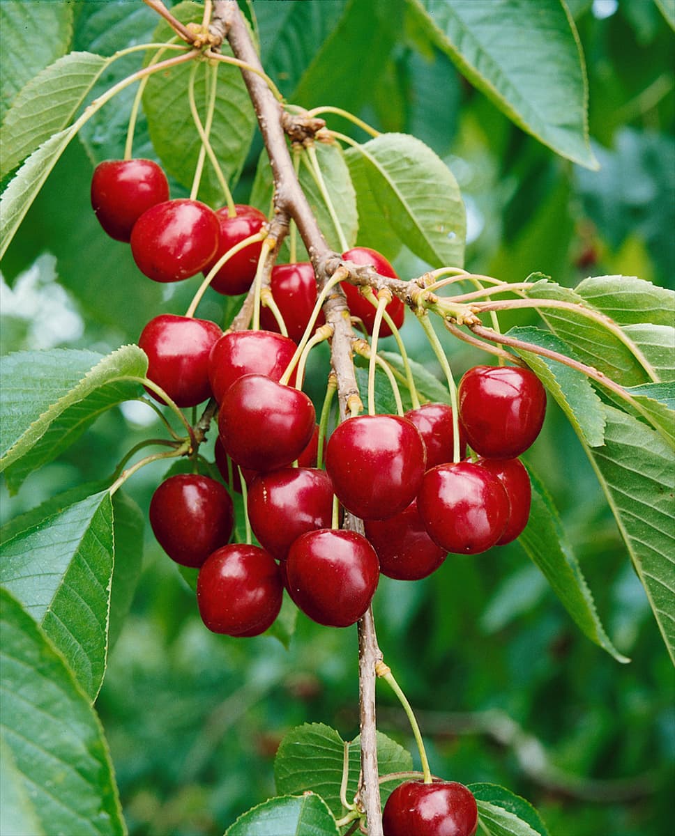 Kirsche / Prunus avium Viva