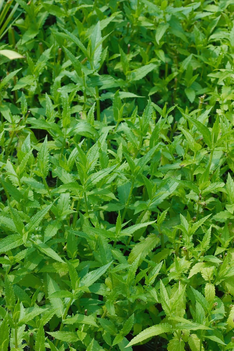 Stachys palustris
