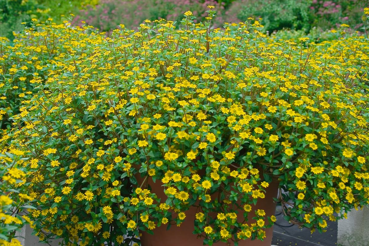 Sanvitalia speciosa Safari in pot