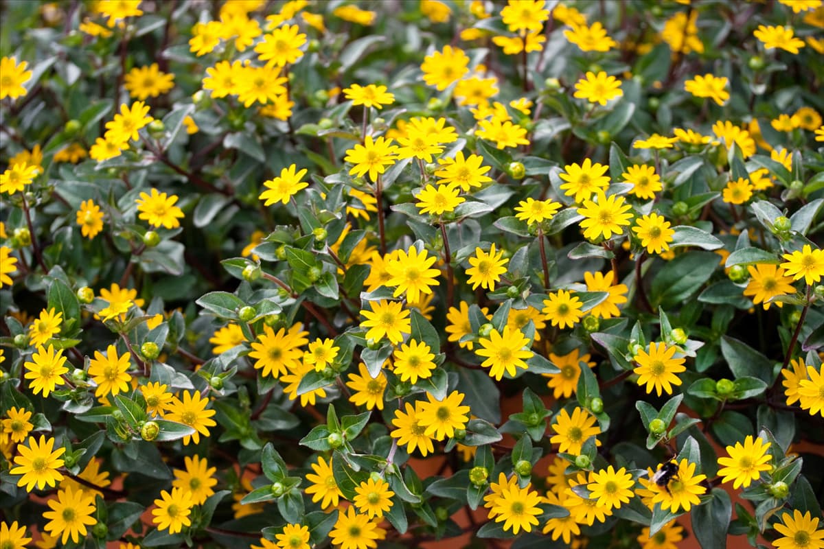 Sanvitalia procumbens Cuzco Trailing Golden Yellow