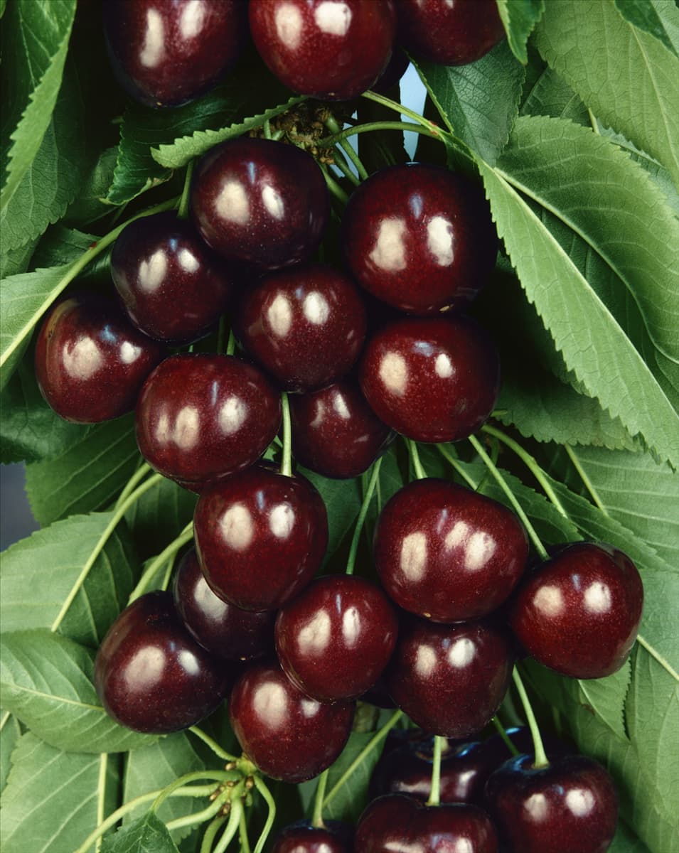 Kirsche / Prunus avium Compact Zaiger