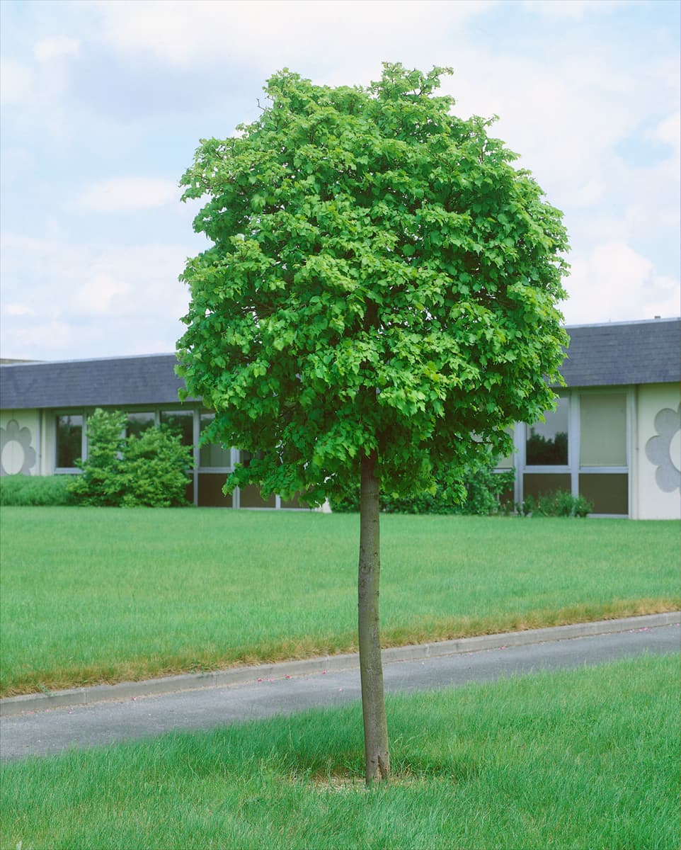 Tilia cordata Lico