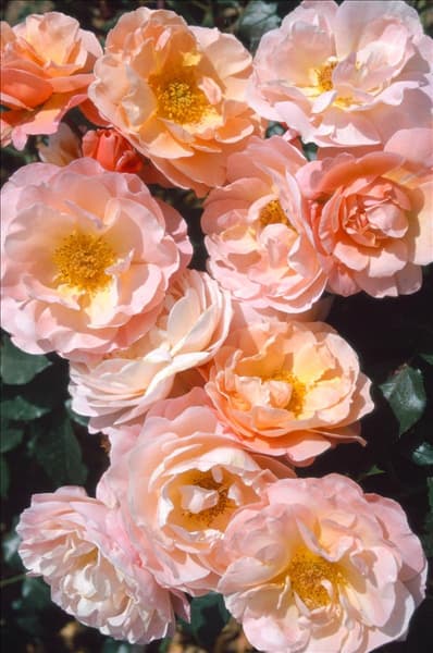 Rosa 'Marie Curie'®