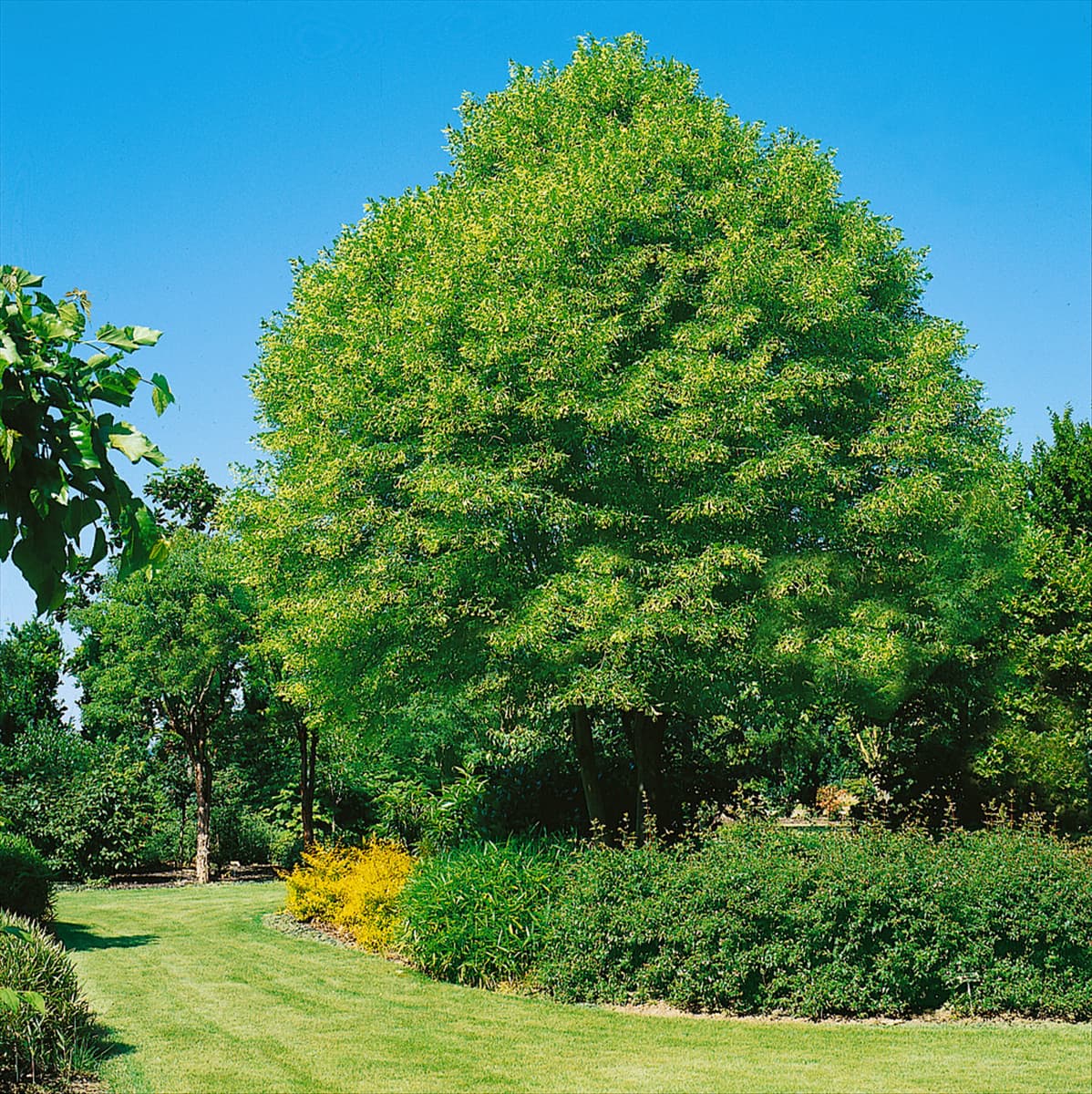 Tilia platyphyllos Laciniata