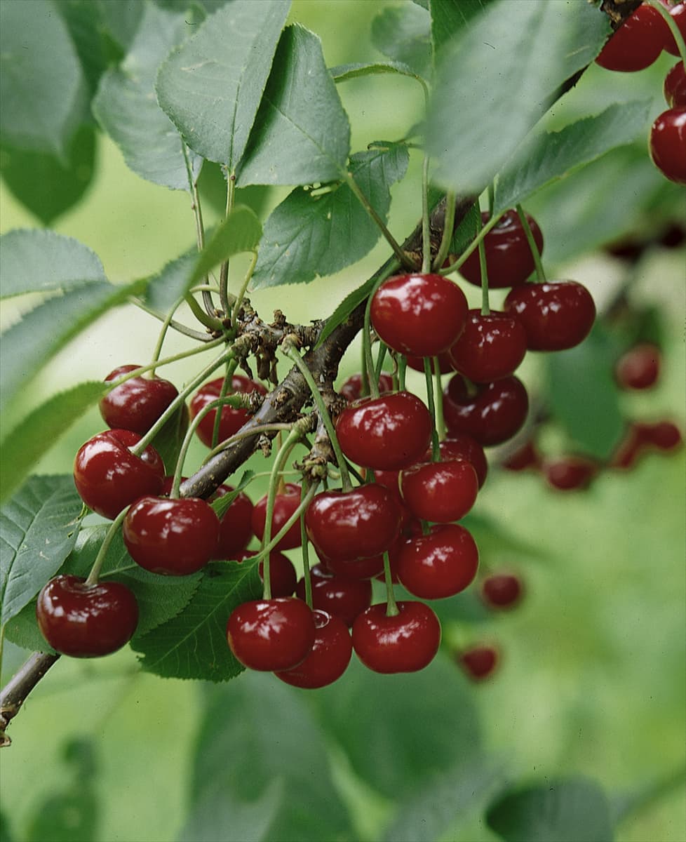 Prunus cerasus Koröszer I