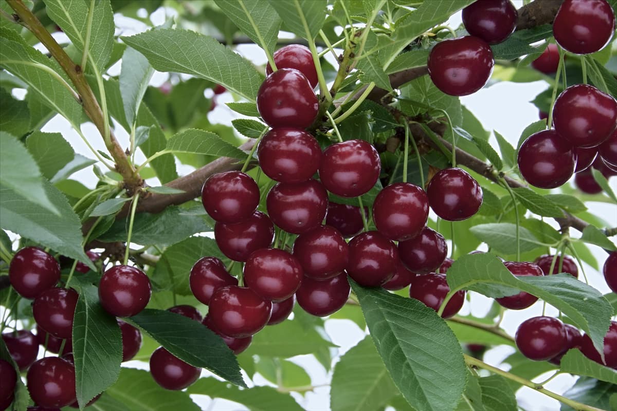 Prunus cerasus Koröszer