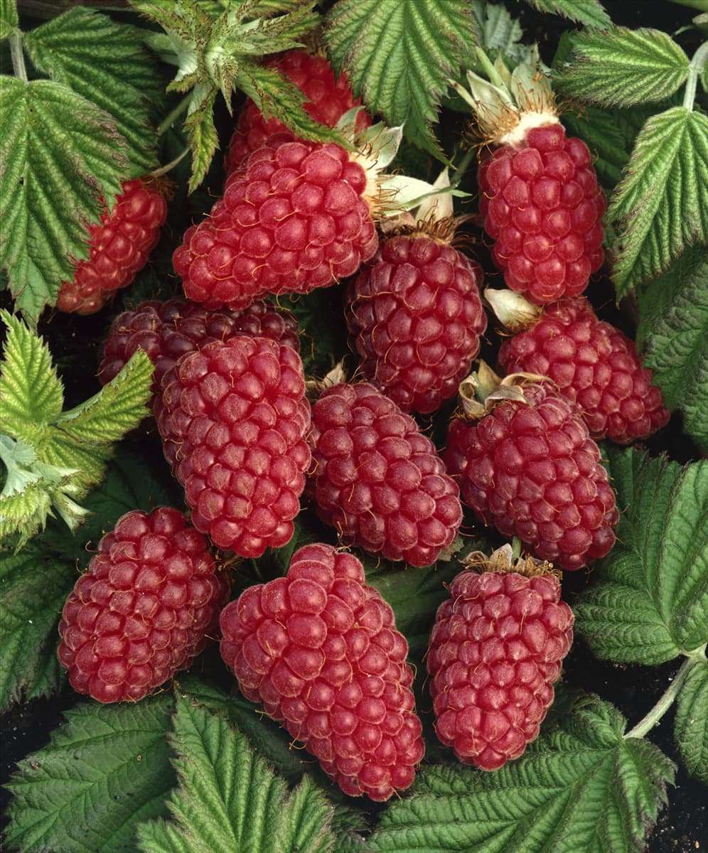 Rubus fruticosus x Rubus idaeus