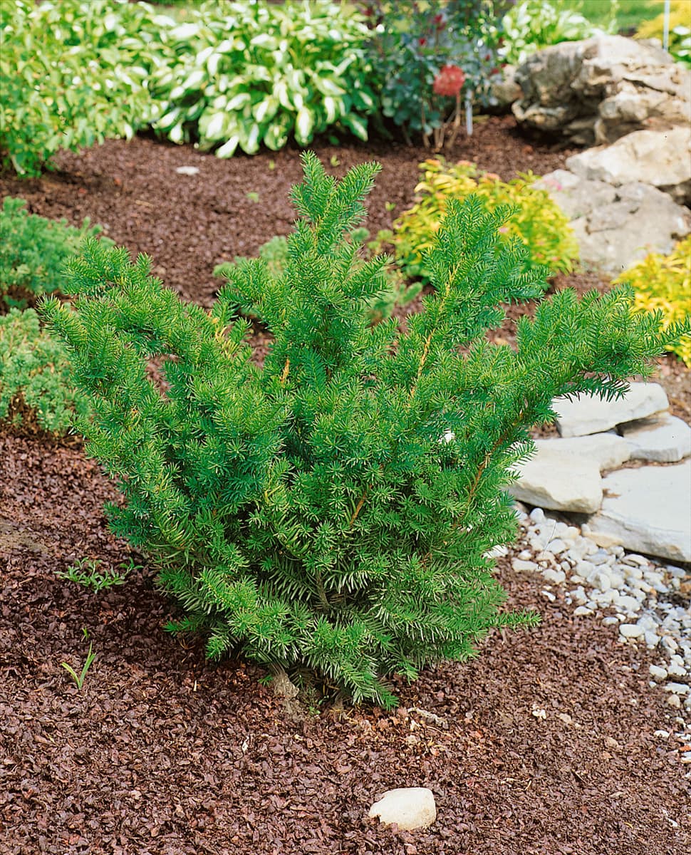TAXUS X MEDIA DENSIFORMIS