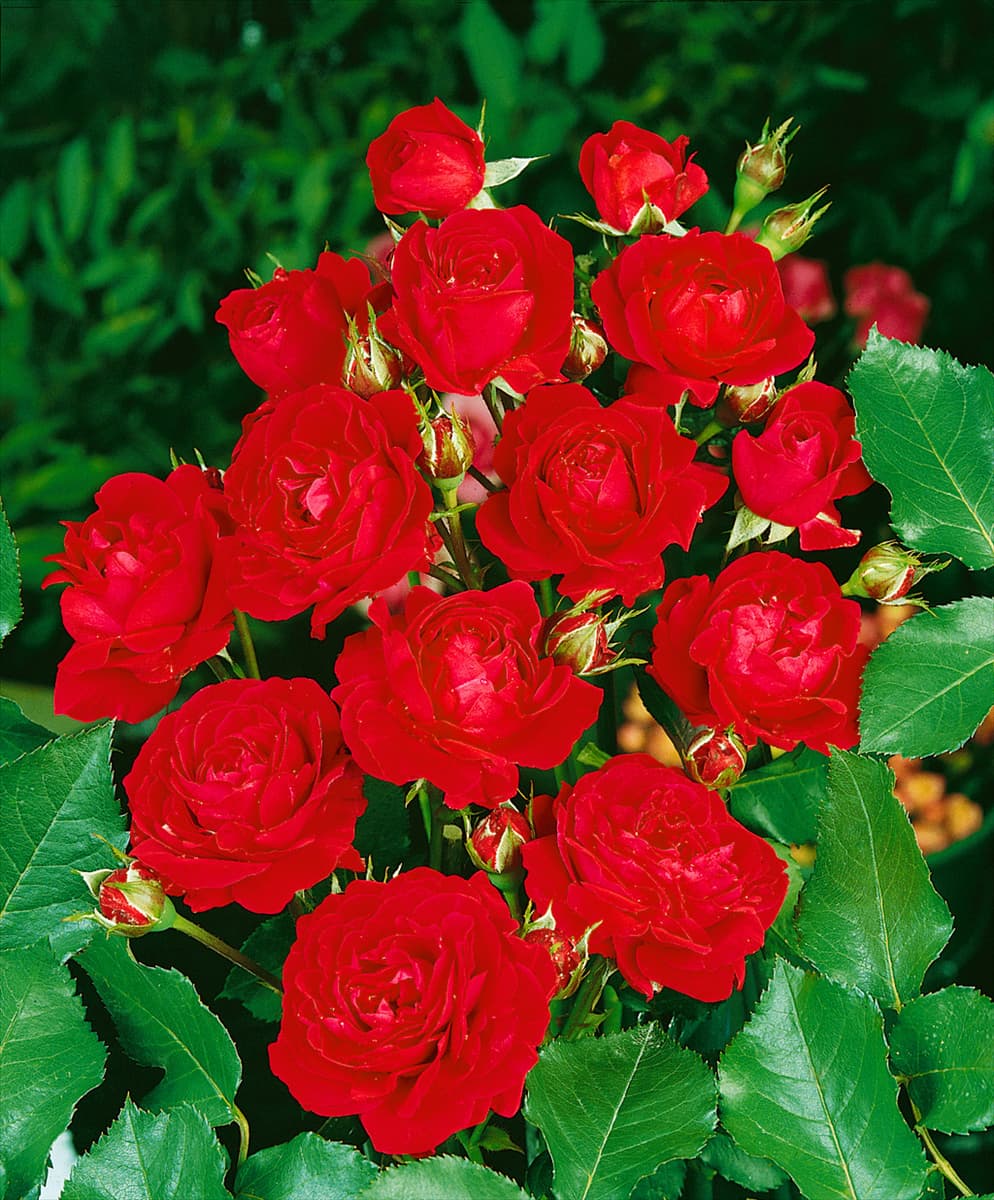 Floribunda Rose NINA WEIBULL