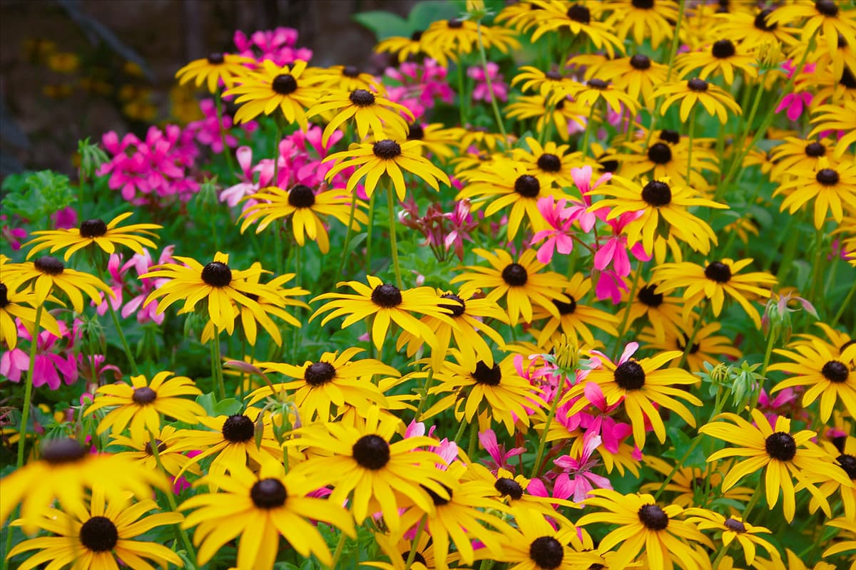 Rudbeckia fulgida und rosa Pelargonium