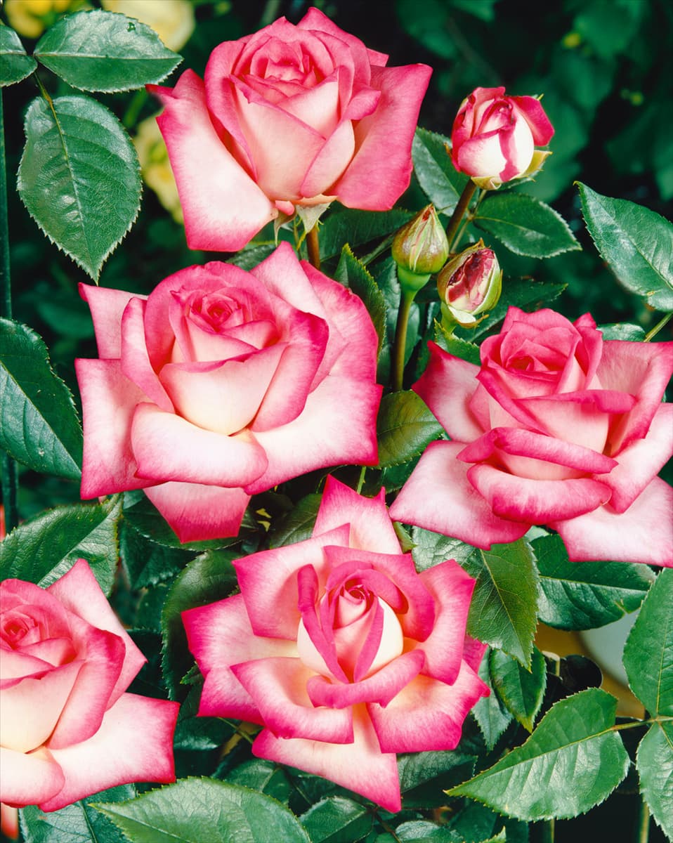 Rosa 'Nostalgie'® Edelrose 'Nostalgie'®