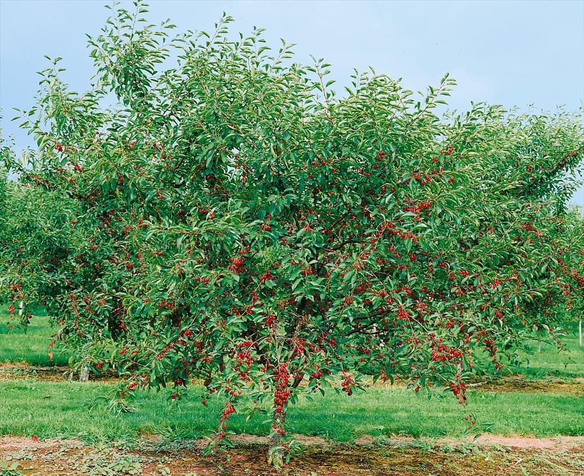 Weichselbaum mit Früchten / Prunus cerasus