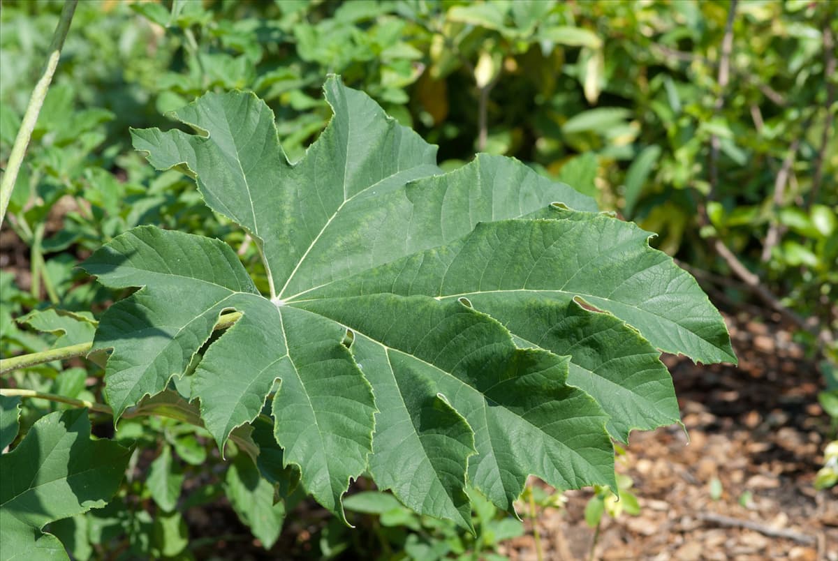 Tetrapanax papyrifer