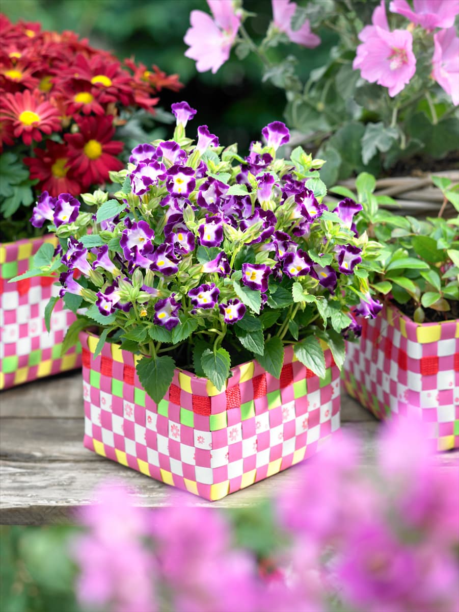 Torenia fournieri Purple Moon in Pflanzgefäß