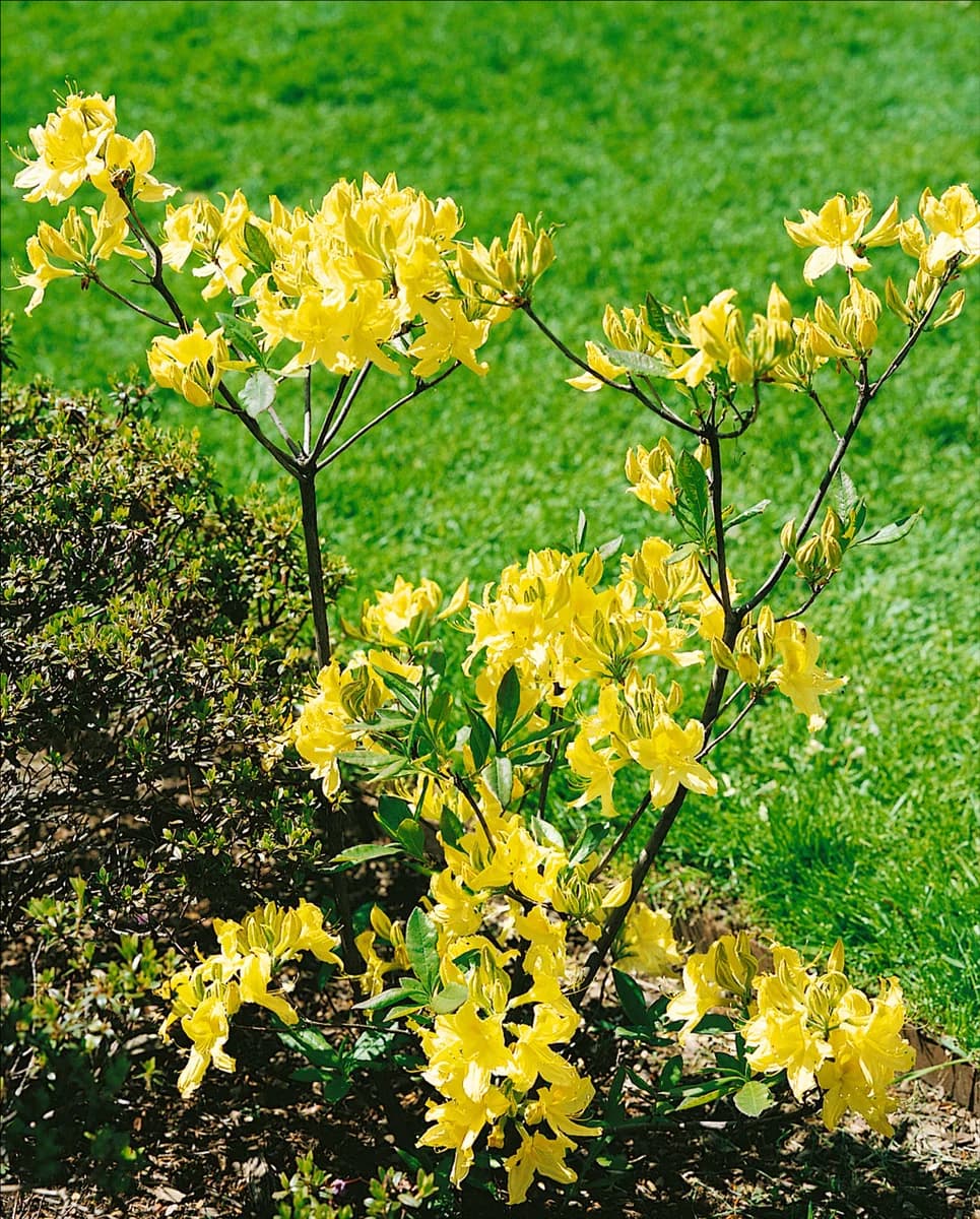 Rhododendron Lemon Lights