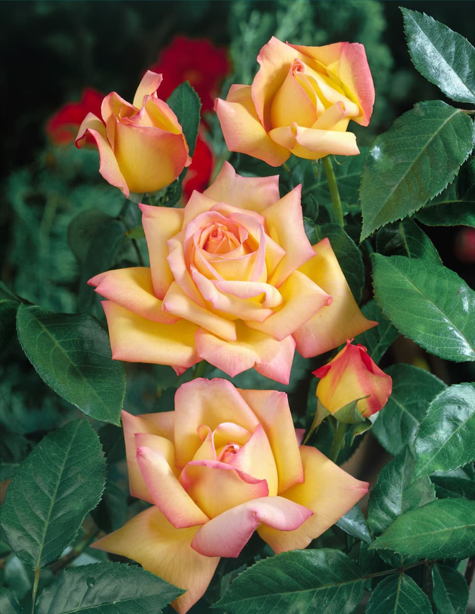 Rosa 'Peace' Edelrose 'Peace'