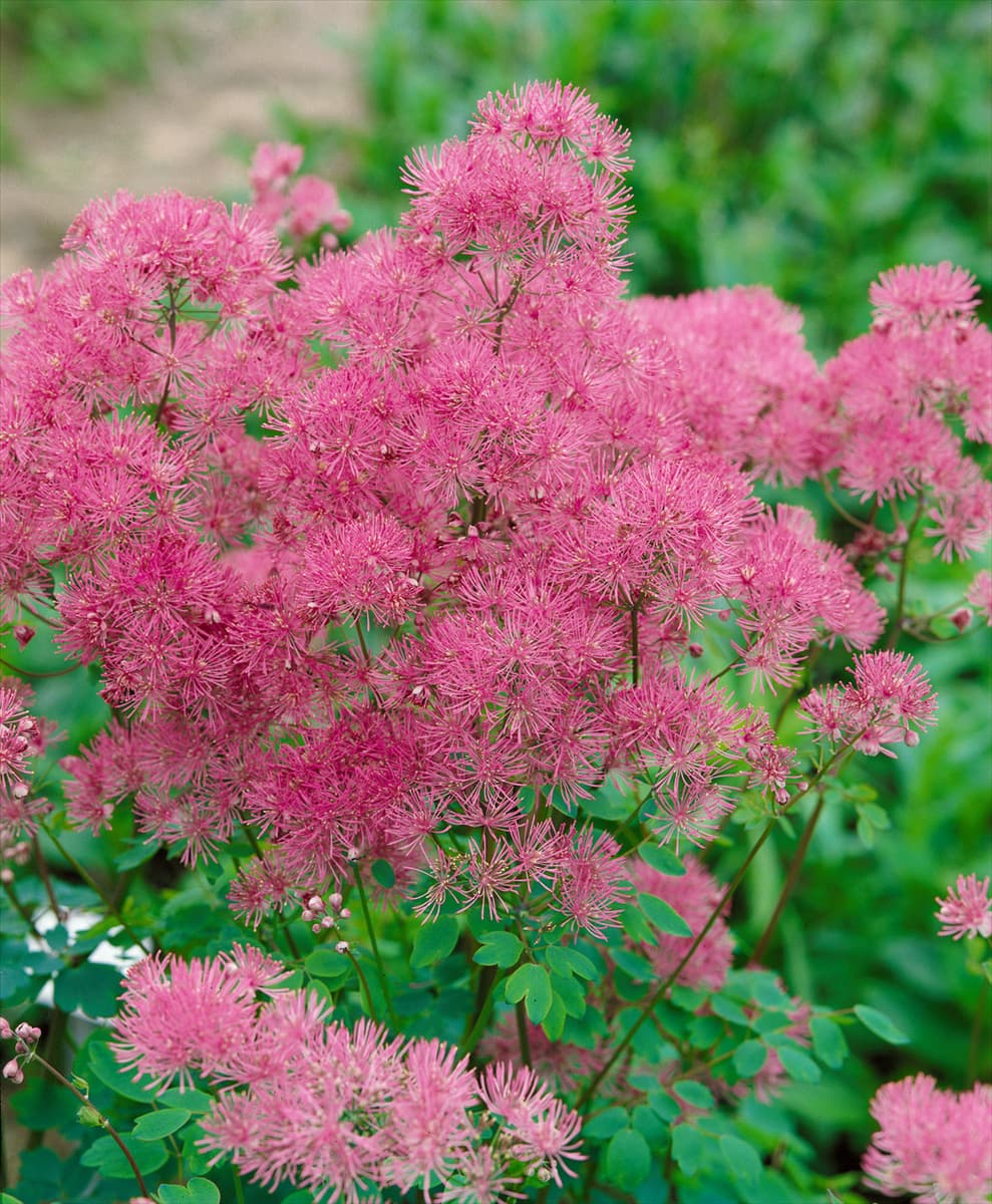 Thalictrum aquilegifolium Thundercloud
