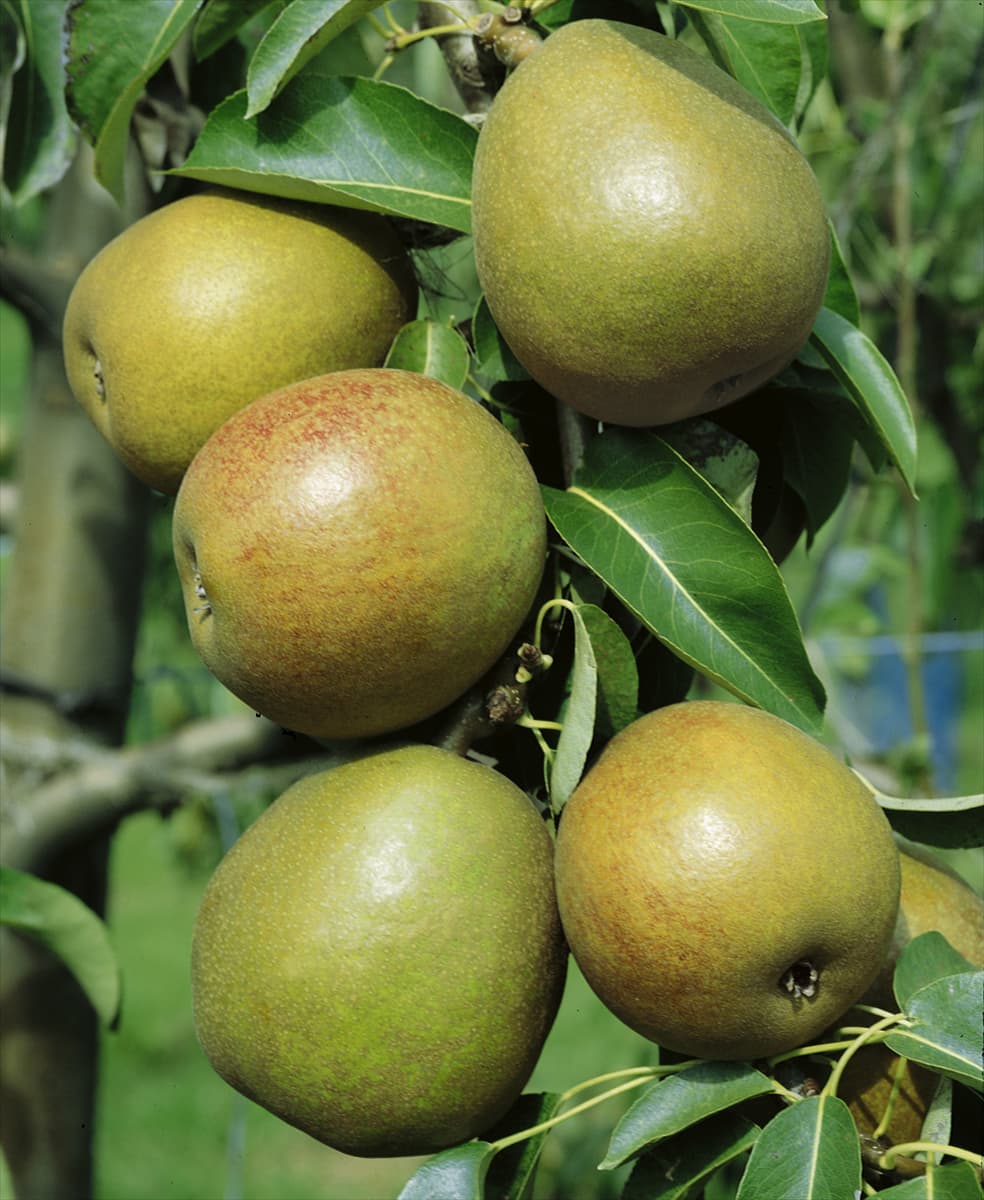 Pyrus communis Angelys (R)