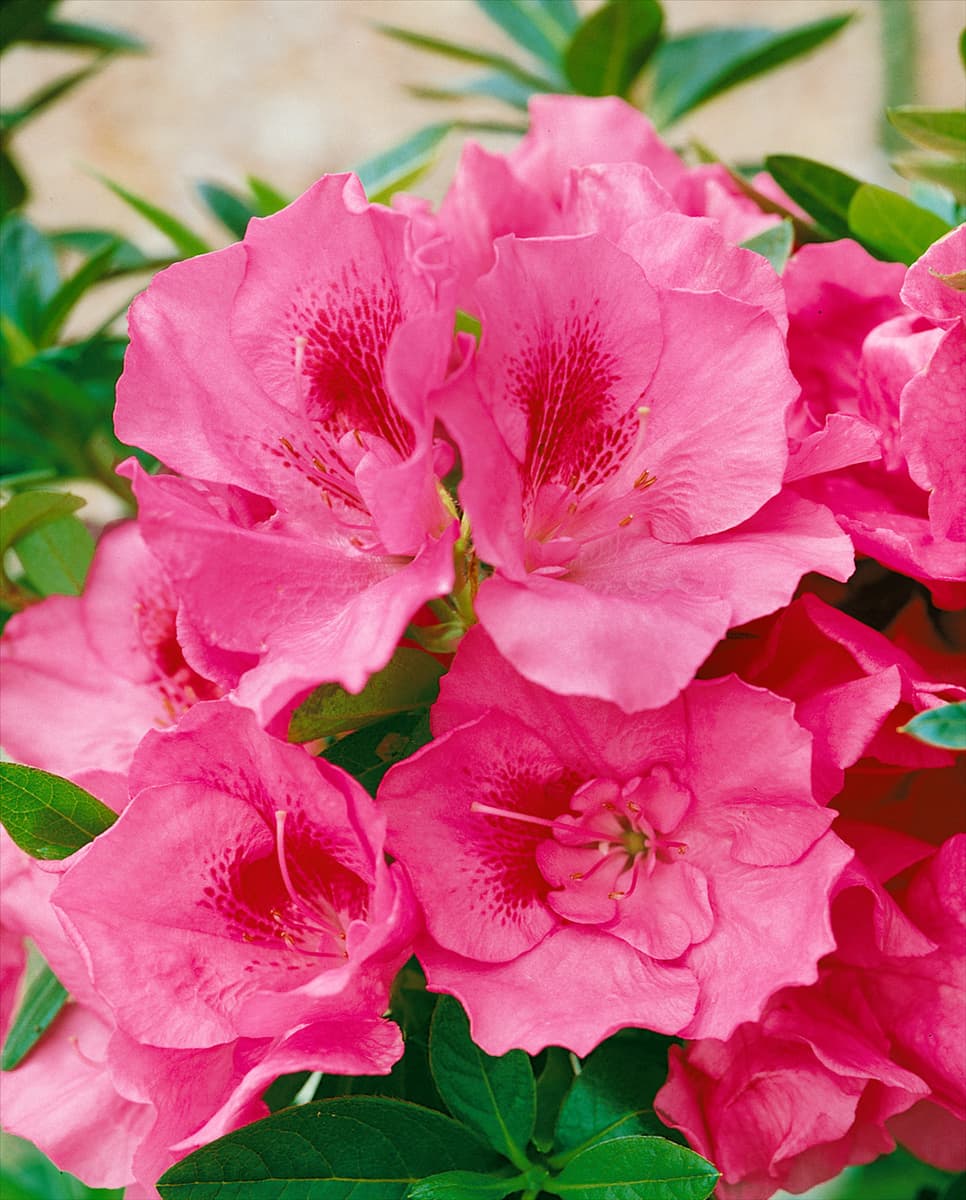 Rhododendron Carnival Parade (Azalea)