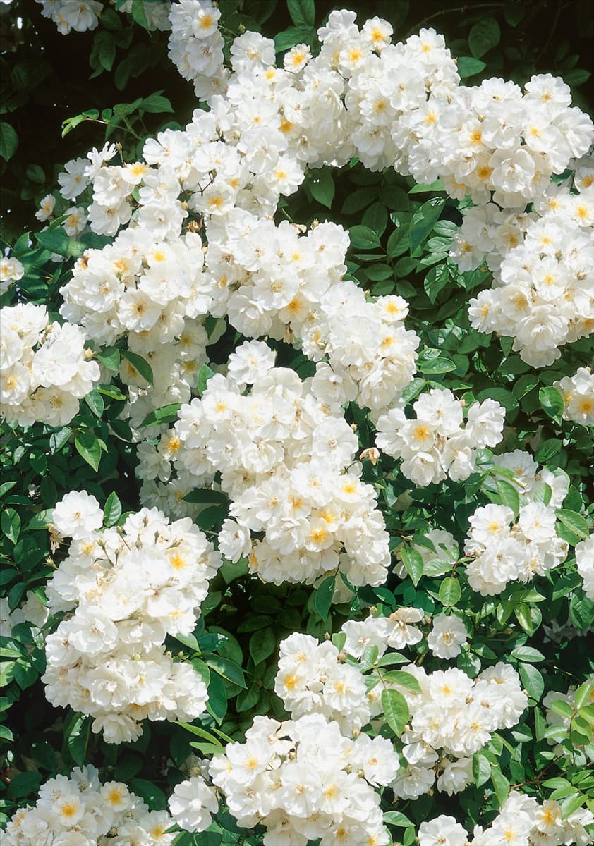 Rosa 'Bobby James' Kletterrose 'Bobby James'