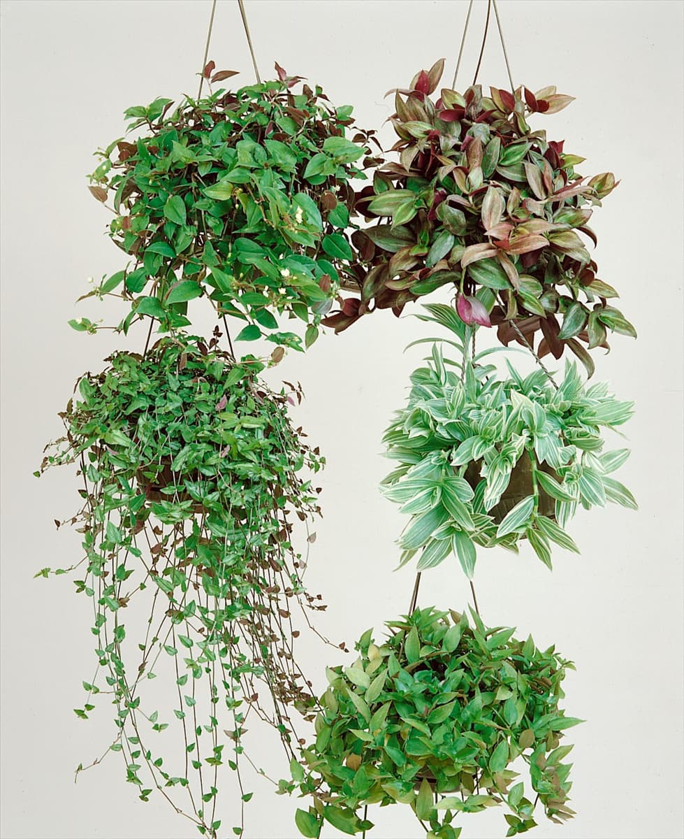TRADESCANTIA ALBIFLORA / MIX