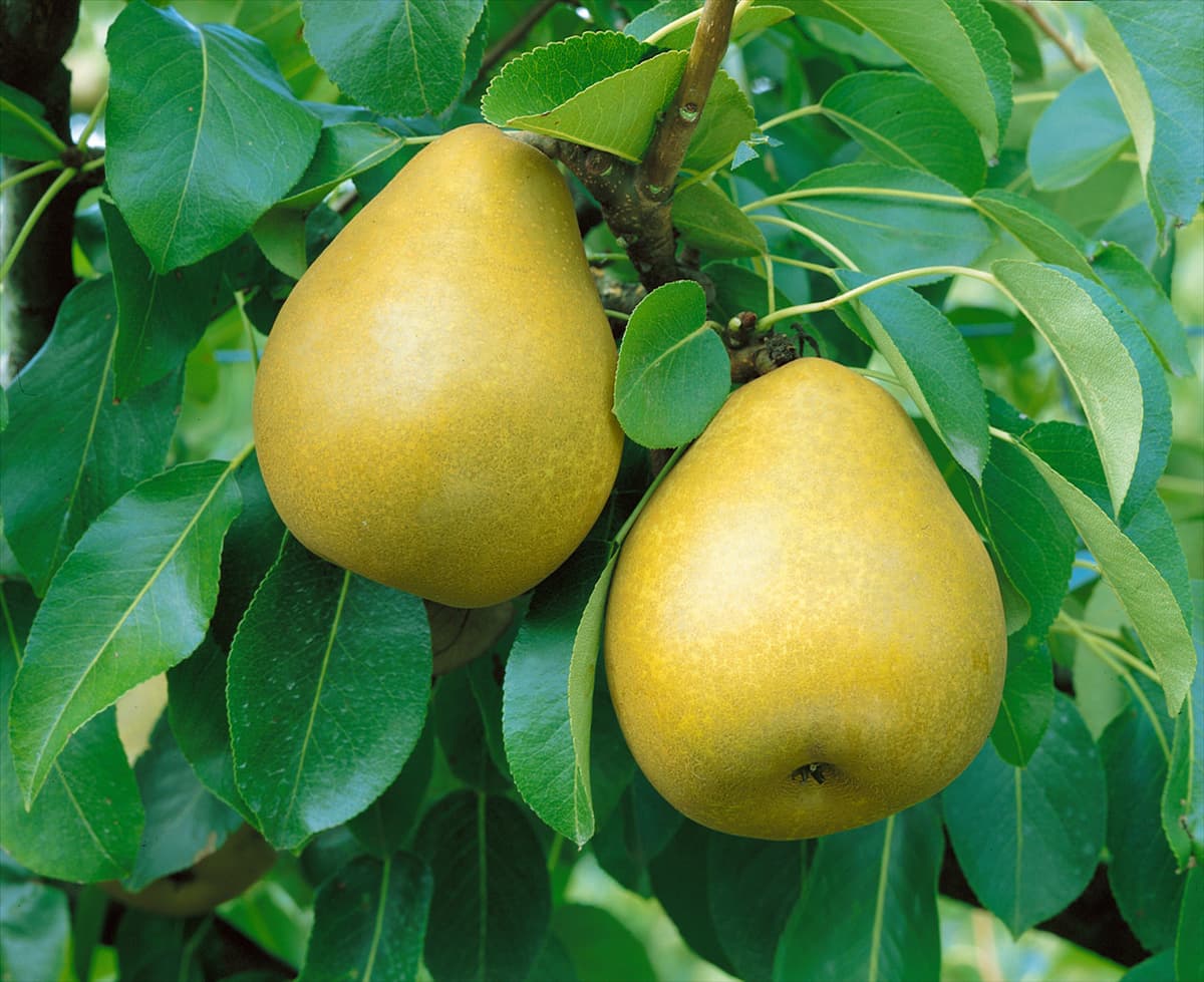 Pyrus communis Général Leclerc
