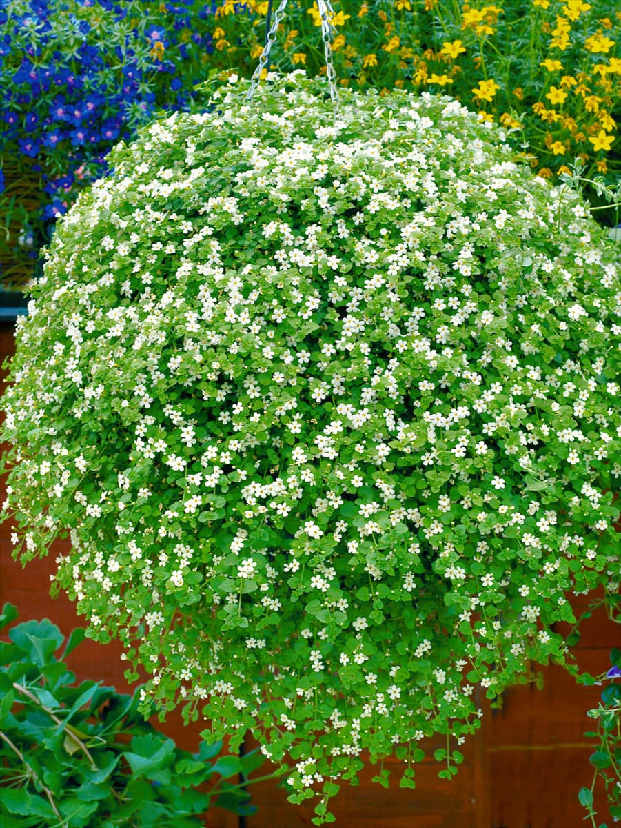 Sutera cordata Snowflake