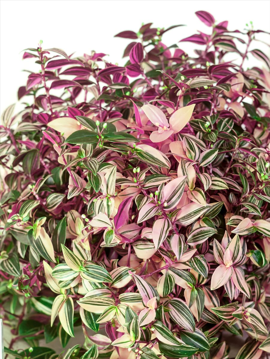 Tradescantia Quadricolor