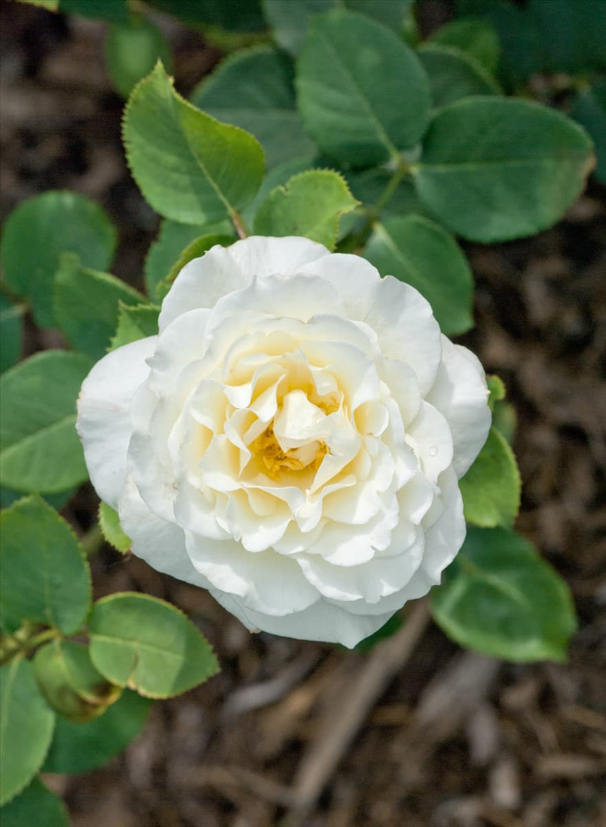 Rosa 'Boule de Neige' Strauchrose 'Boule de Neige'