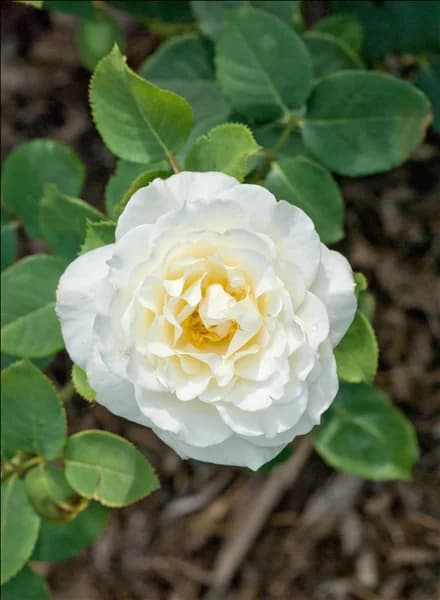 Rosa 'Boule de Neige'