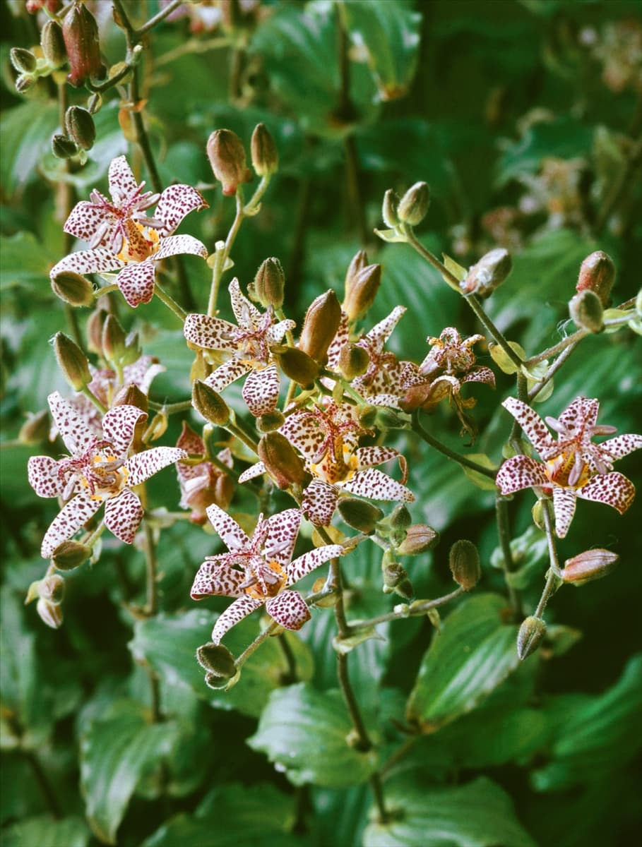 Tricyrtis formosa Dark Beauty