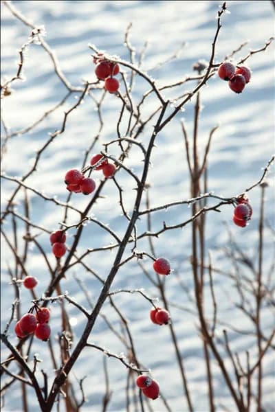 Rosa canina