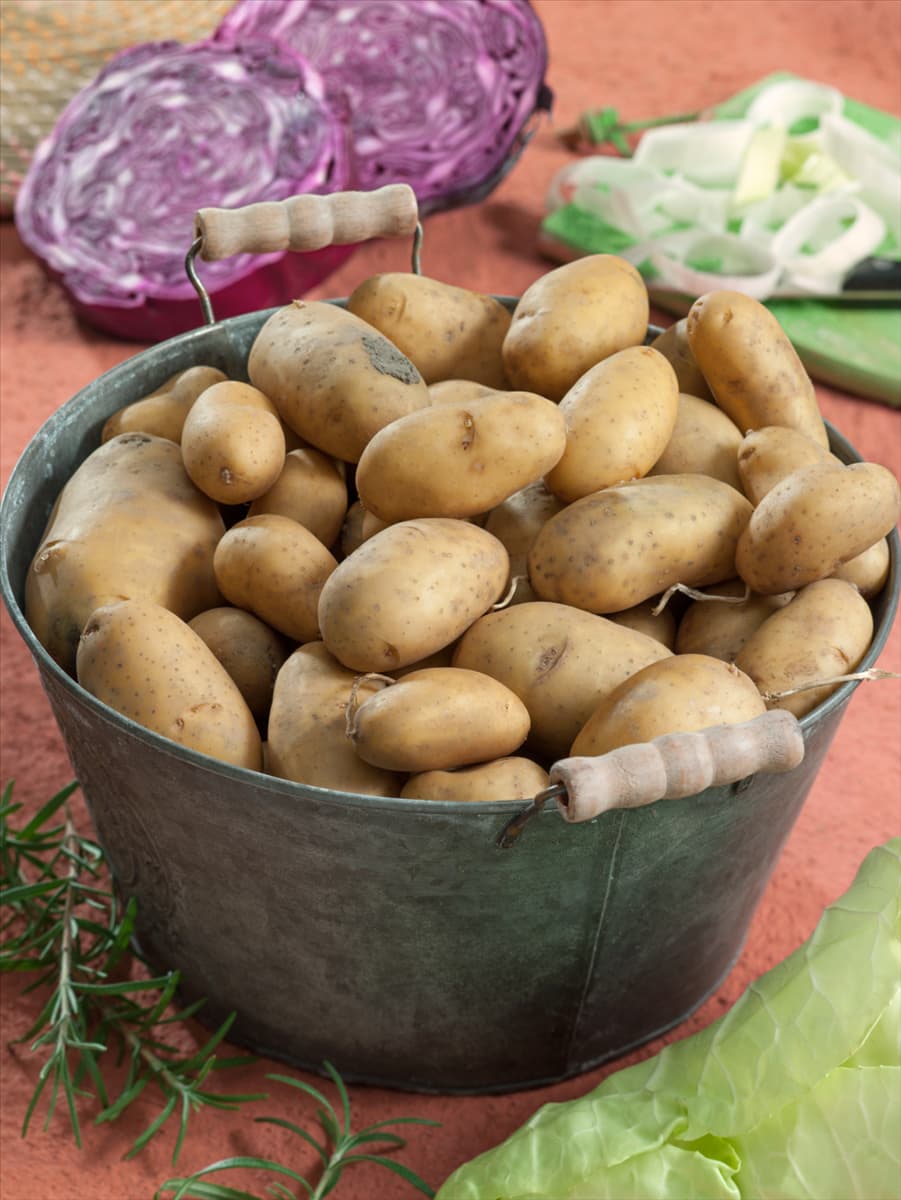 Solanum tuberosum Belle de Fontenay