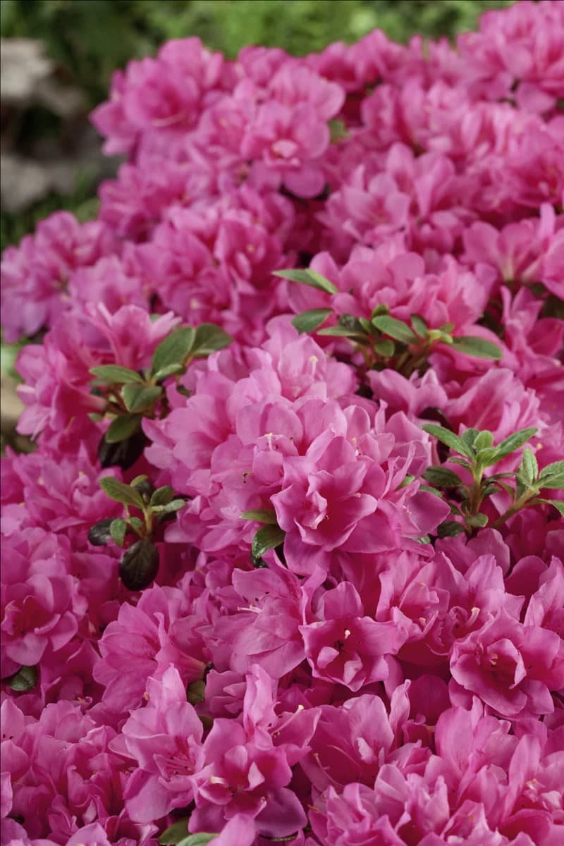 Rhododendron obtusum Rokoko Purple