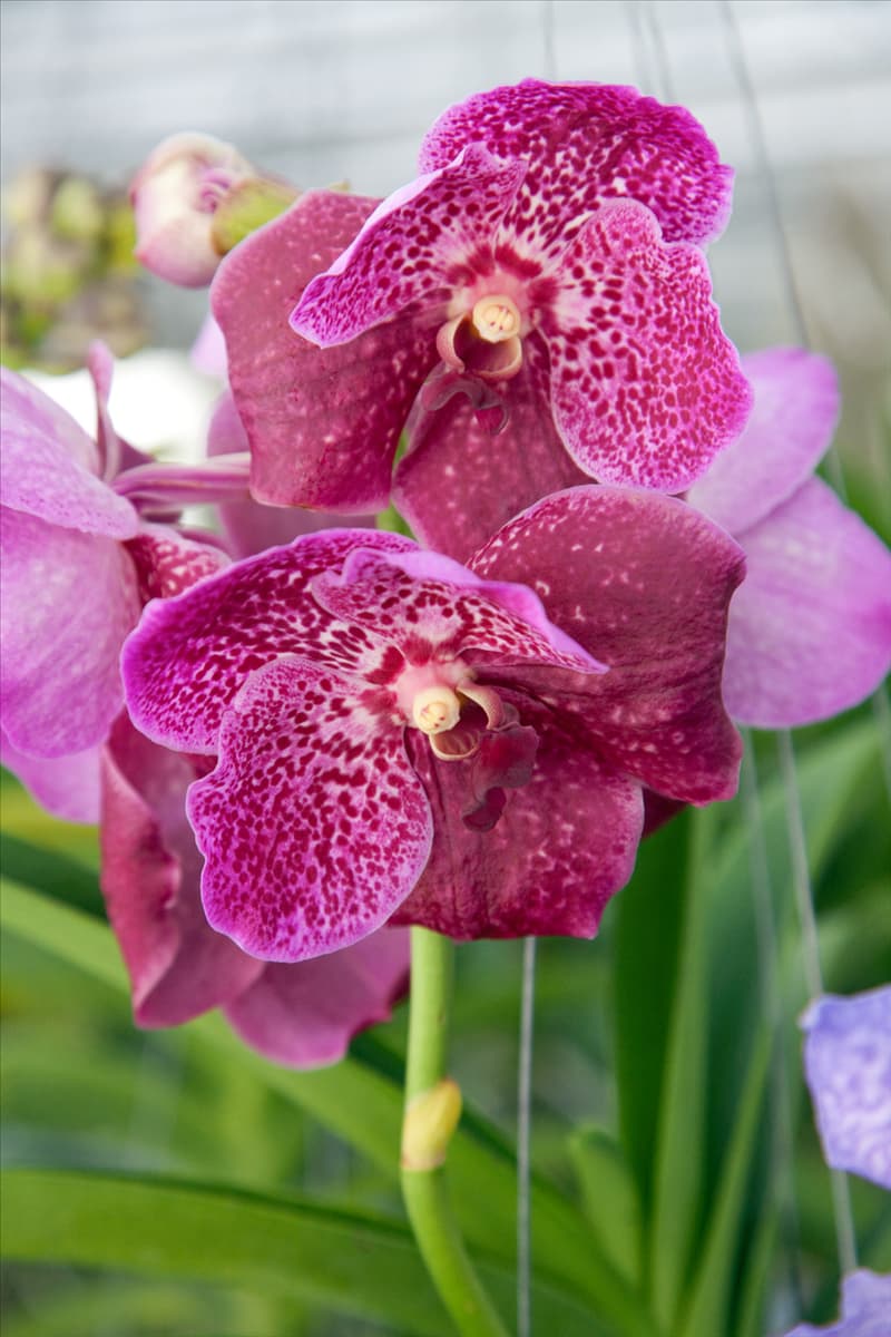 Vanda, pink