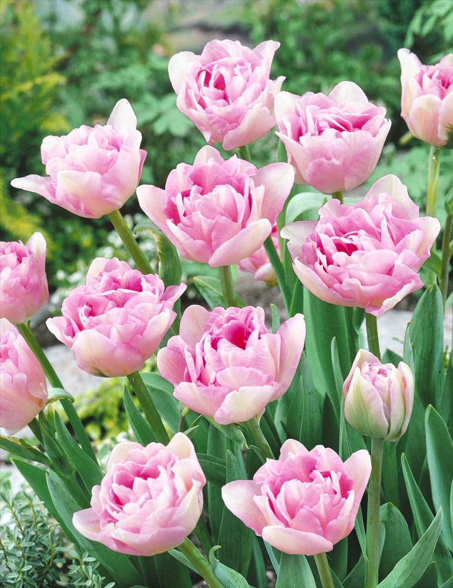 Tulipa Double Late Angelique