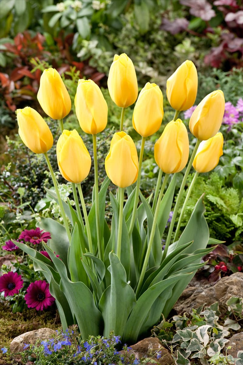 Tulipa Single Late Big Smile