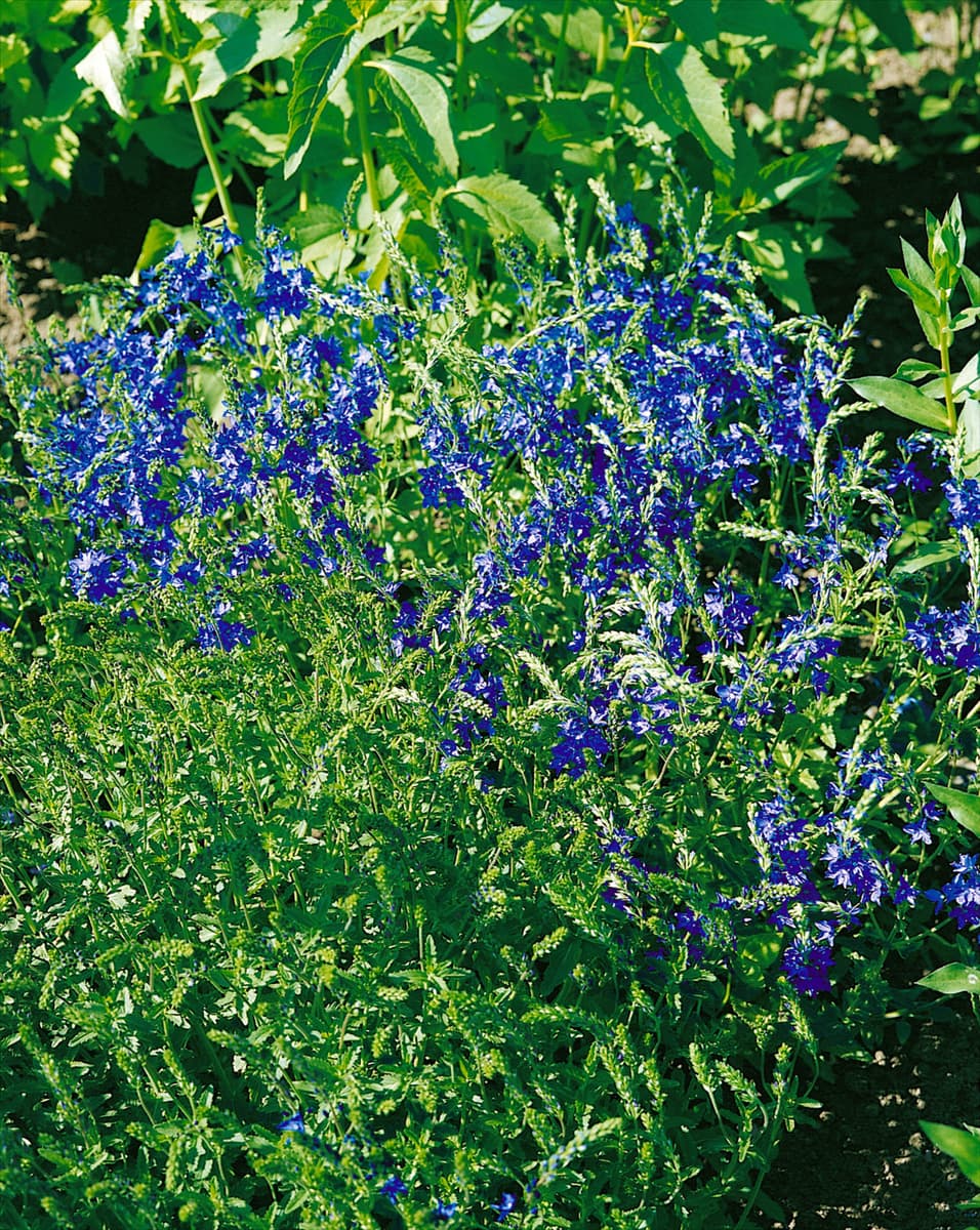 Veronica austriaca ssp. teucrium Zenerium Knallblau