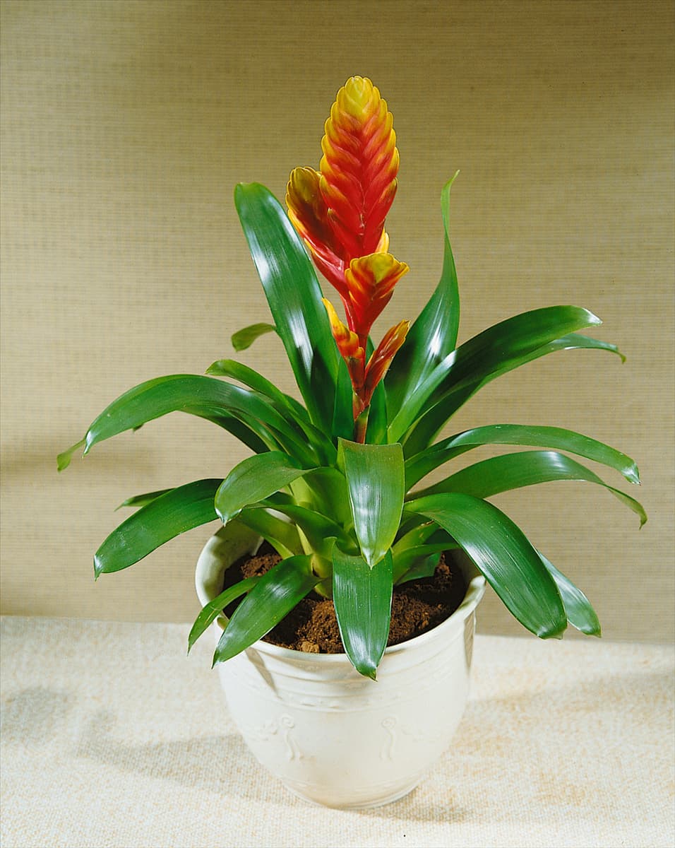VRIESEA TIFFANY