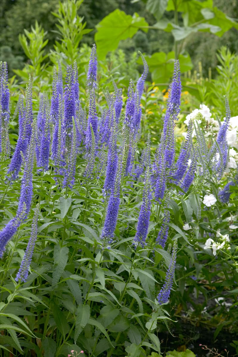 Pseudolysimachion spicatum Blue Charm