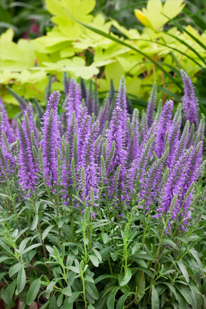 Veronica spicata Nana Blauteppich