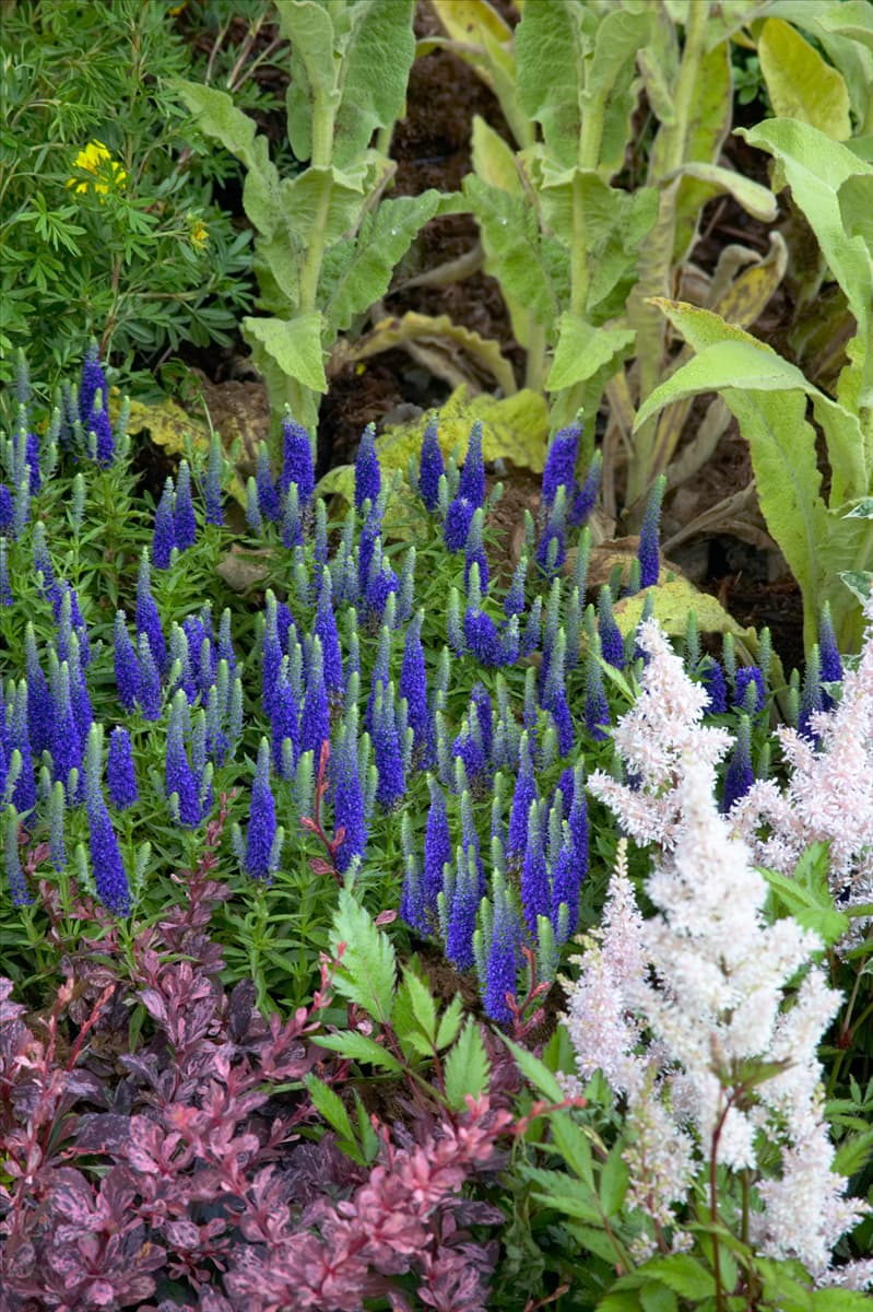 Pseudolysimachion spicatum Royal Candles