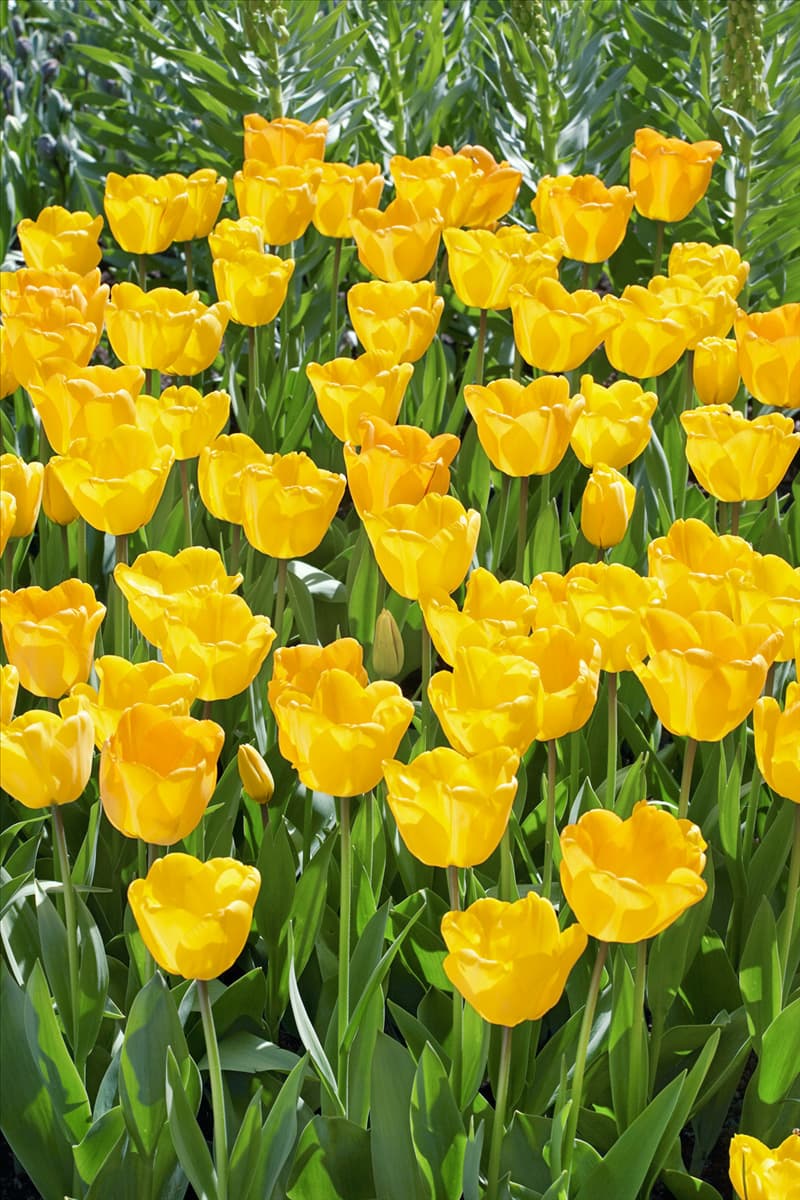 Tulipa Darwin Hybrid Golden Parade