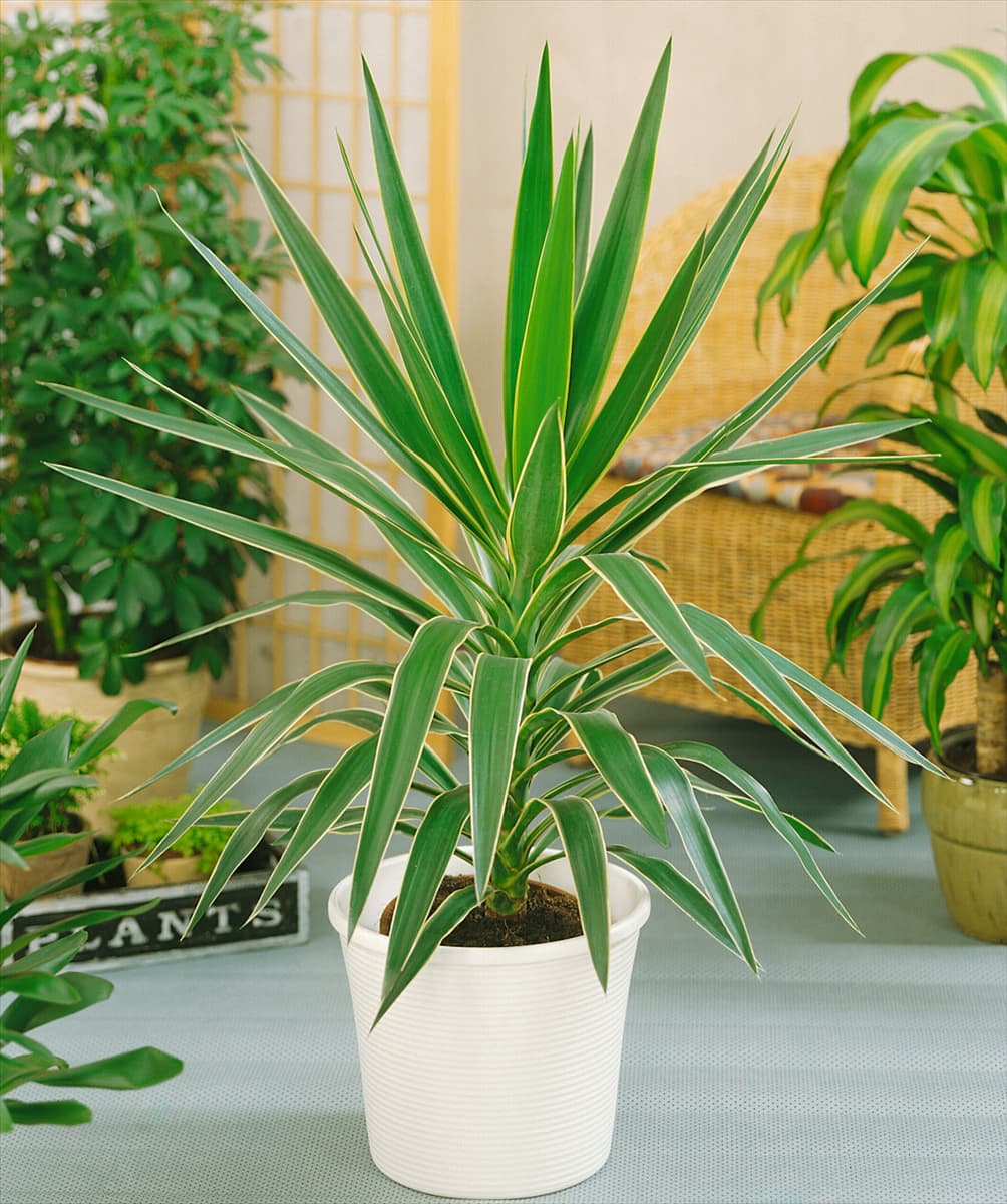 Yucca elephantipes Puck