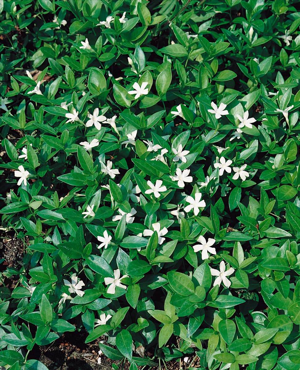 VINCA MINOR ALBA GERTRUDE JEKYLL