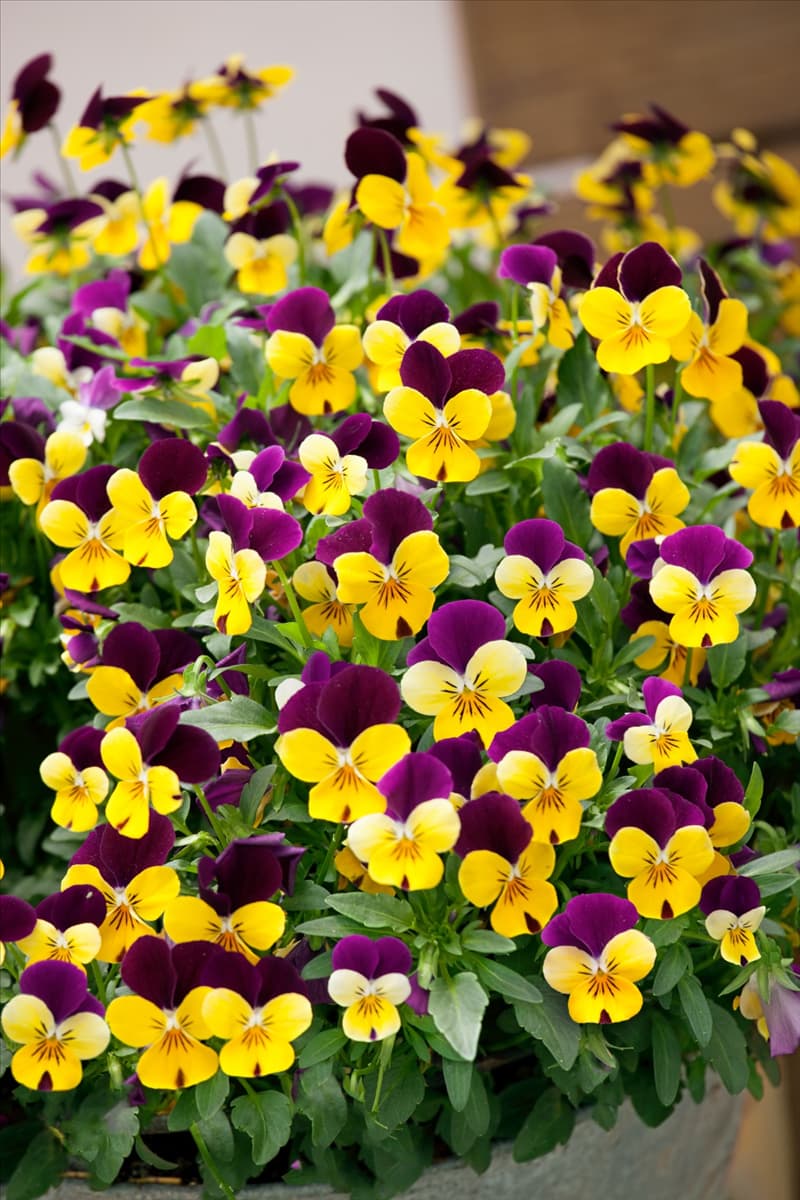 Viola Popsicles Purple Yellow