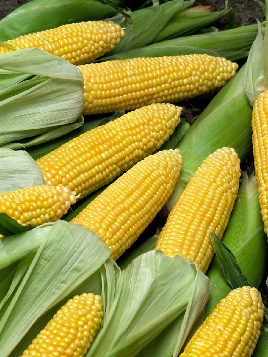 Zea mays Saccharata-Grp Magnum
