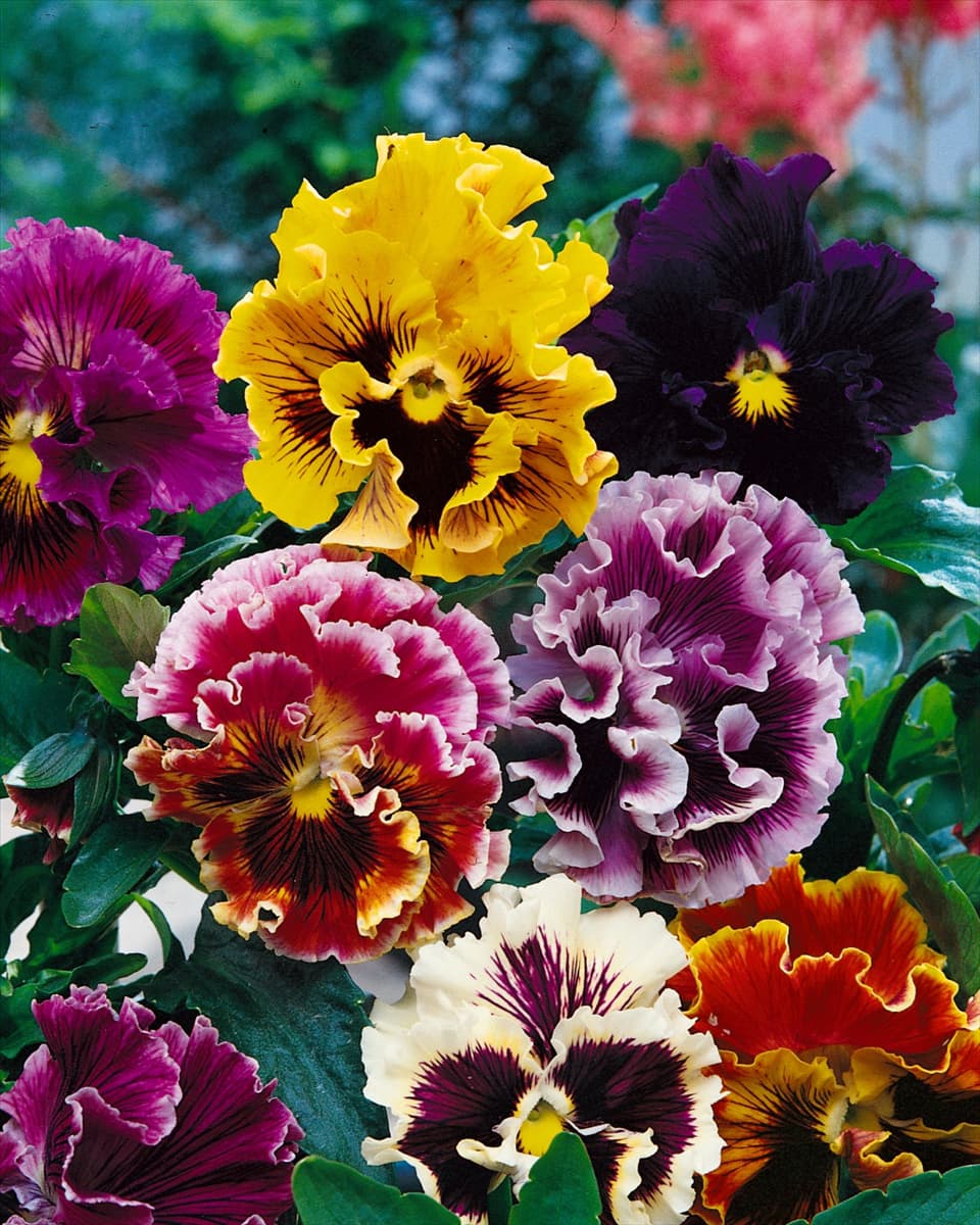 Viola-Wittrockiana-Hybriden Ondulee mixed